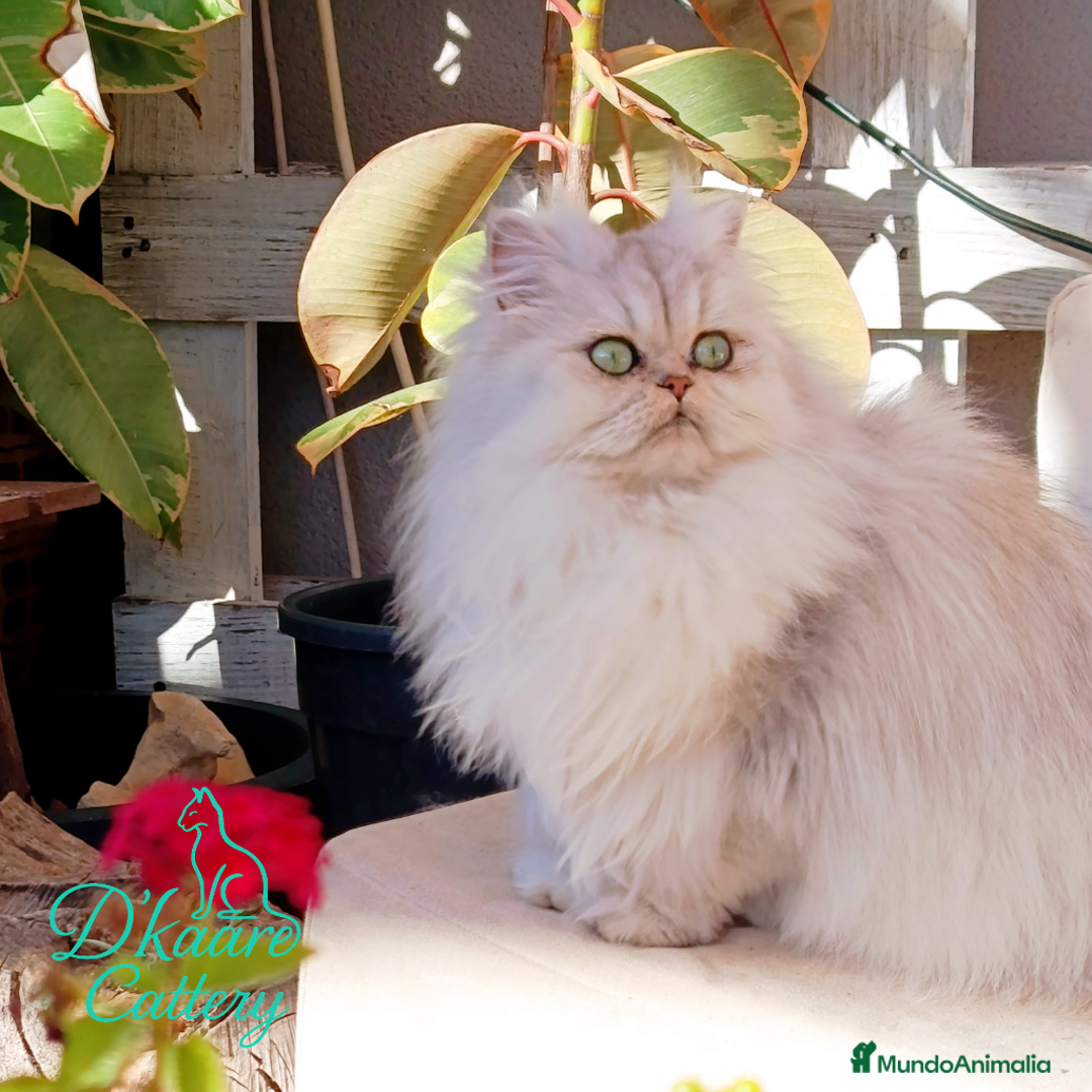 Imagen de galería {{count}}