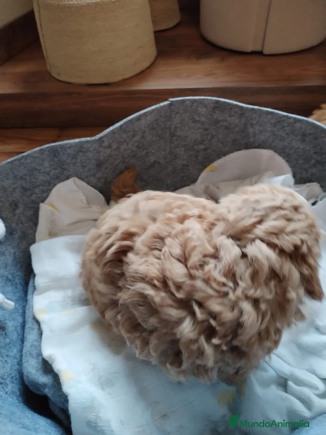 Caniche Mediano perros en venta: Caniche apricot - Anuncio 5