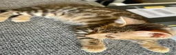 Bengalí gatos en venta: Gata Bengalí - Anuncio 7