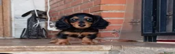 Teckel perros en venta: Teckel pelo largo espectaculares - Anuncio 5