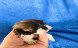 Shih Tzu perros en venta: Shihtzu - Imagen 2