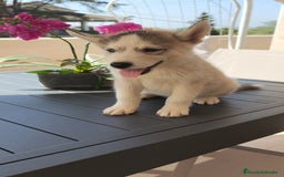 Husky Siberiano perros en venta: Husky siberiano 🔝♂️♀️ - Imagen 6