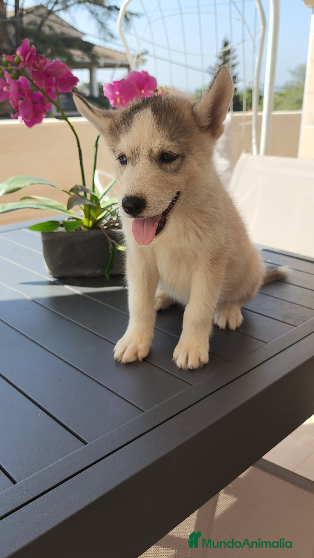 Husky Siberiano perros en venta: Husky siberiano 🔝♂️♀️ - Imagen 6