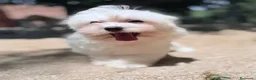 Bichón Maltés perros en venta: BICHÓN MALTES HEMBRA DISPONIBLE - Anuncio 5