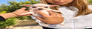 Darla