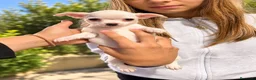 Chihuahua perros en venta: Cachorros chihuahuas blancos 🤍 - Anuncio 6