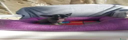 Chihuahua perros en venta: PRECIOSOS CHIHUAHUA RUSO Y ASIÁTICO - Anuncio 5