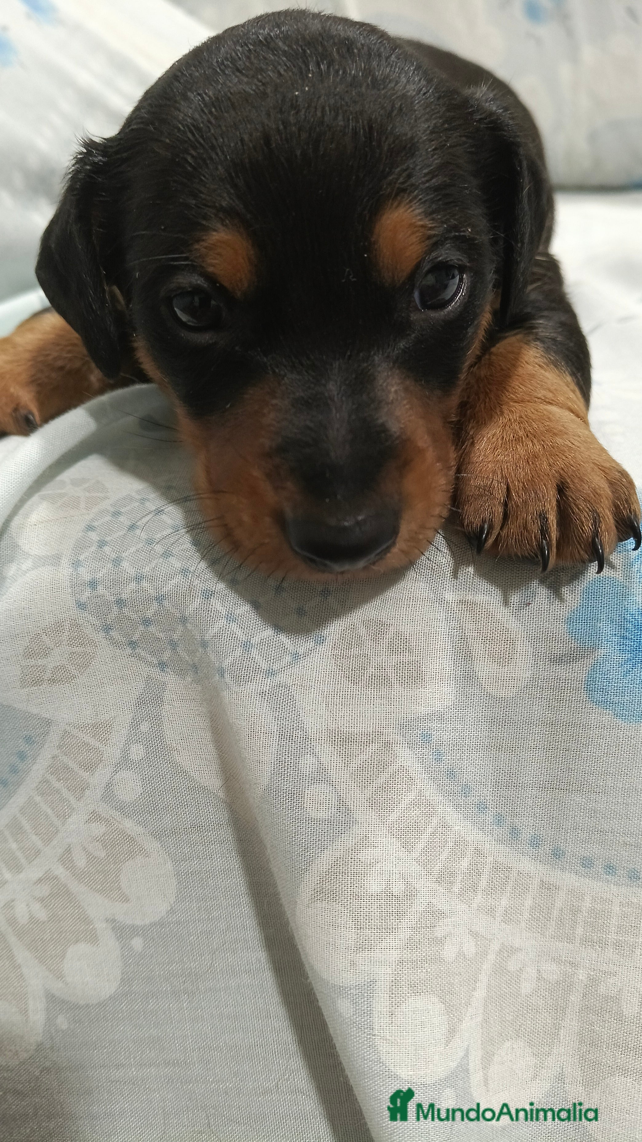 Teckel perros Macho de teke kaninchen  - Anuncio 24