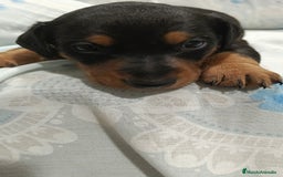 Teckel perros en venta: Macho de teke kaninchen  - Imagen 1
