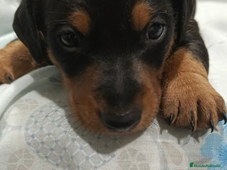 Teckel perros - Anuncio 1