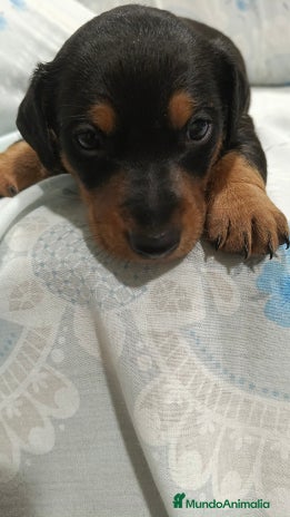 Teckel perros - Anuncio 7