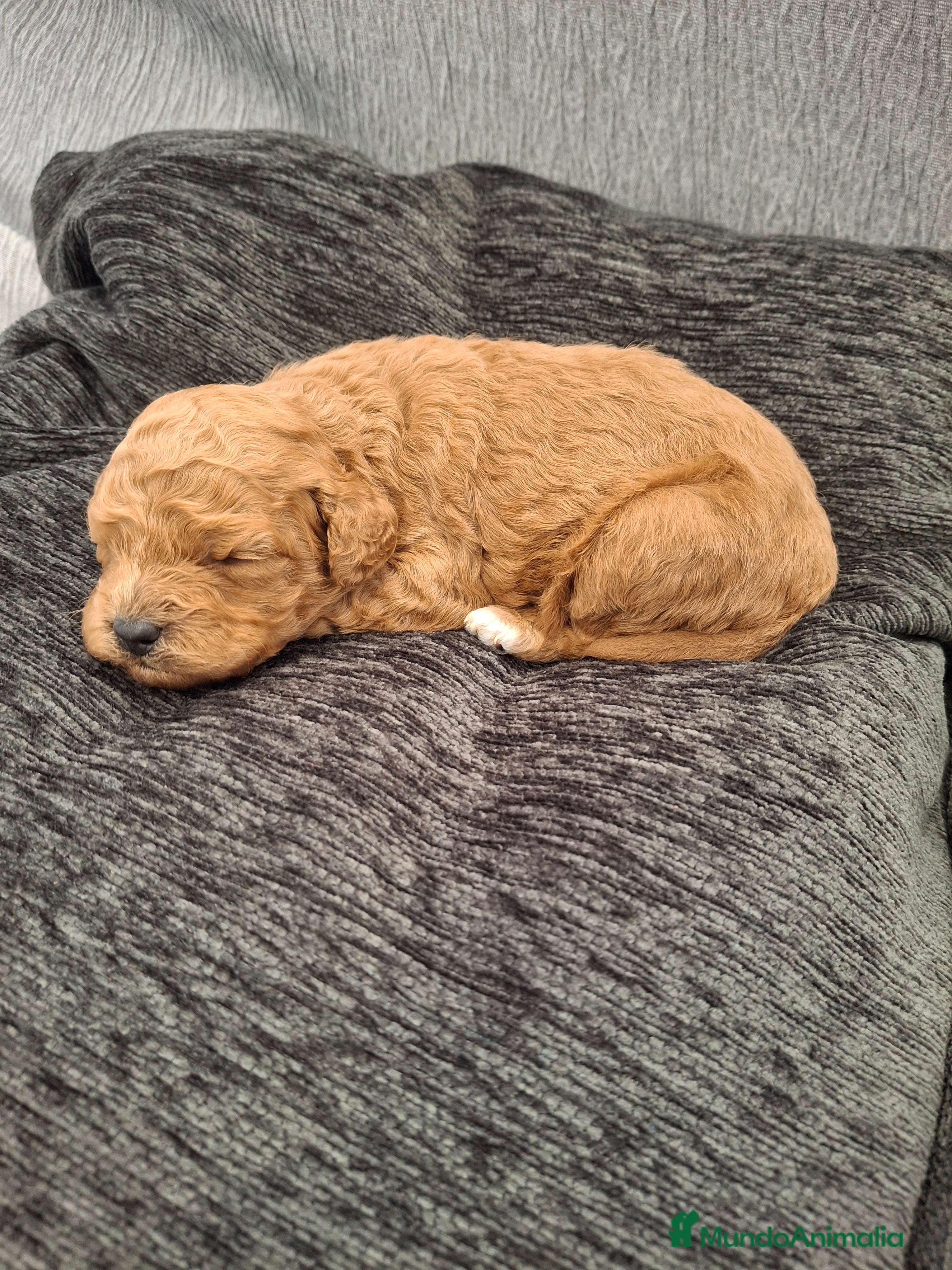 Caniche Toy perros Caniche apricot - Anuncio 1