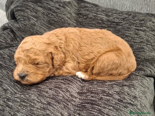 Caniche Toy perros Caniche apricot - Anuncio 1