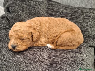 Caniche Toy perros Caniche apricot - Anuncio 11