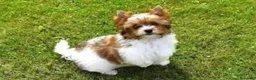 Biewer Yorkshire Terrier a la Pom Pon perros en venta: Espectacular hembra Yorkshire miniatura en Castellón - Anuncio 2