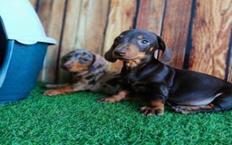 Teckel Miniatura perros en venta: Teckel caniche  - Imagen 6
