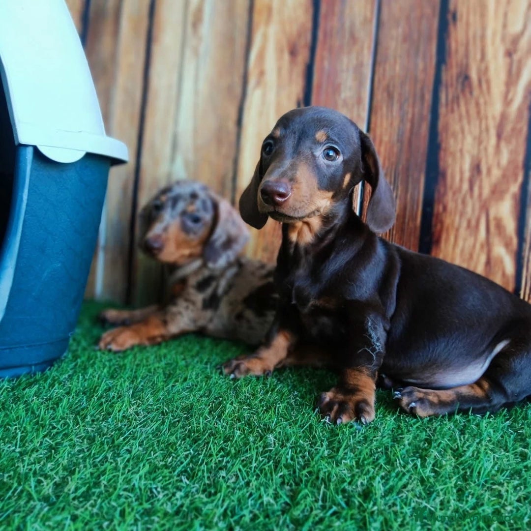 Teckel Miniatura perros en venta: Teckel caniche  - Imagen 6