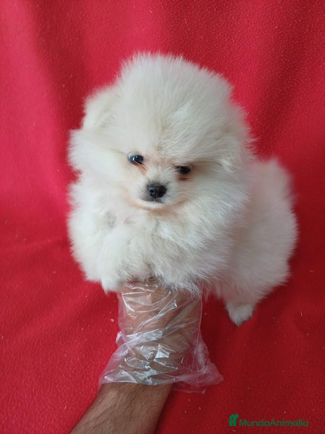 Pomerania perros en venta: Pomerania Mini  - Imagen 1