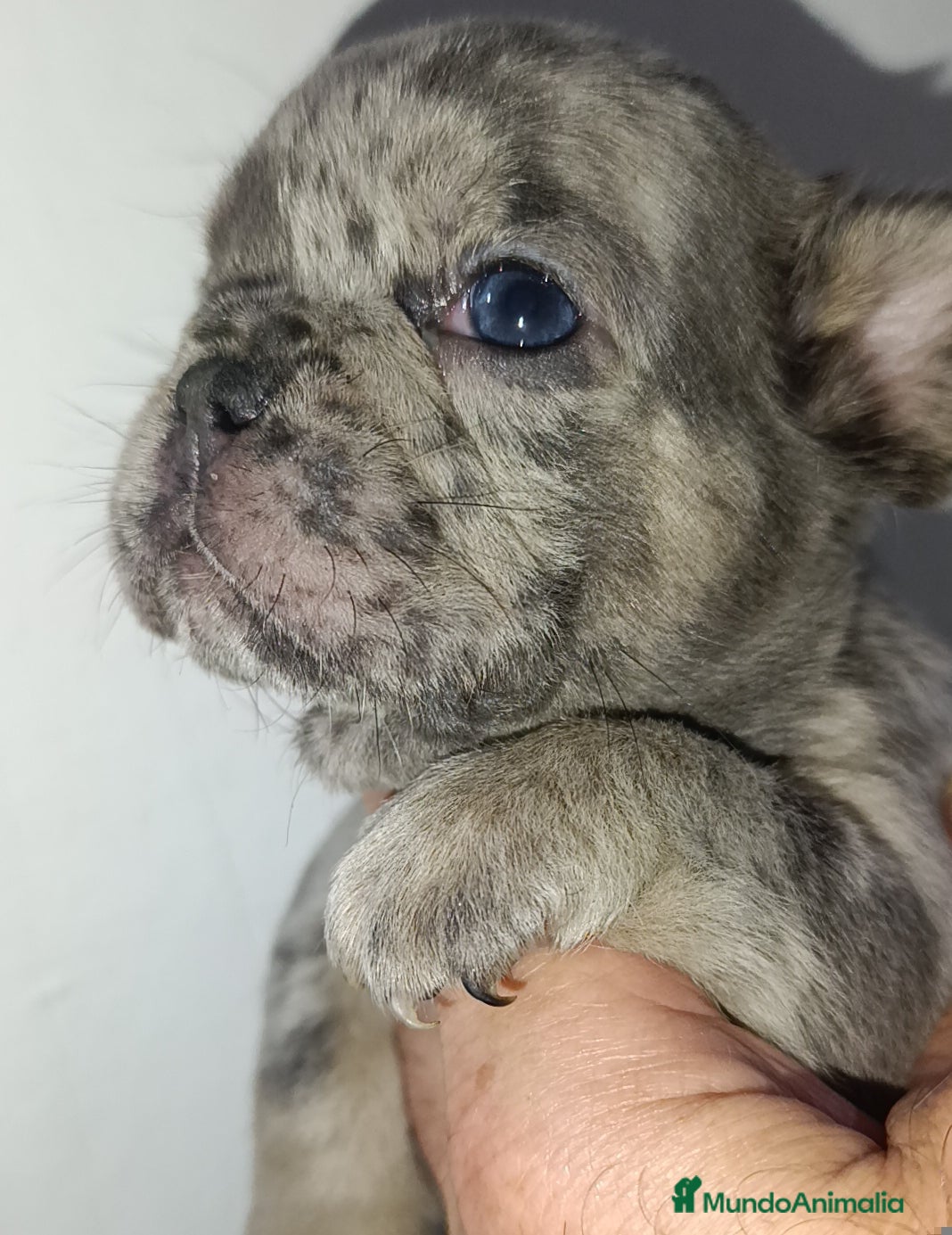 Bulldog Francés perros Bulldog francés  - Anuncio 8