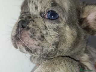 Bulldog Francés perros Bulldog francés - Anuncio 1