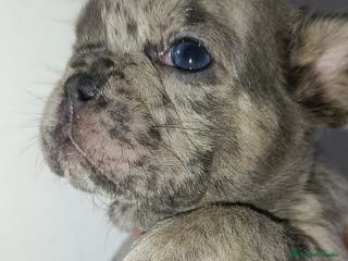 Bulldog Francés perros Bulldog francés - Anuncio 5