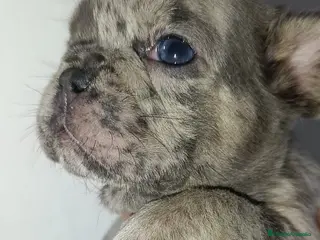 Bulldog Francés perros Bulldog francés - Anuncio 8