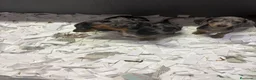 Teckel Miniatura perros en venta: Teckel miniatura - Anuncio 2