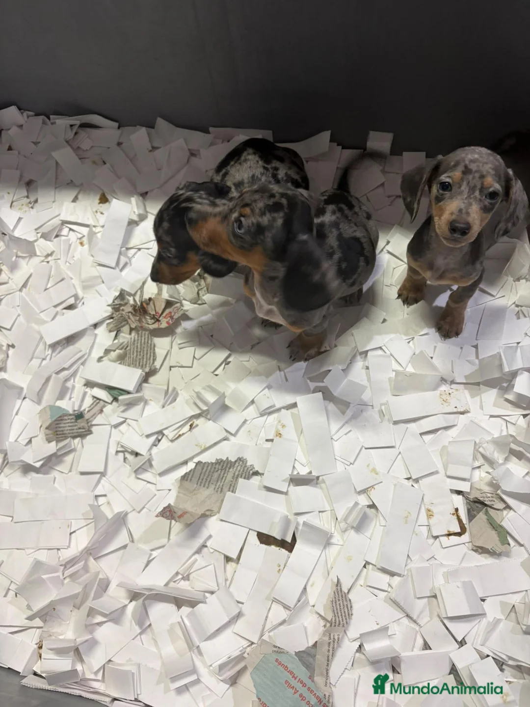 Teckel Miniatura perros en venta: Teckel miniatura - Anuncio 2