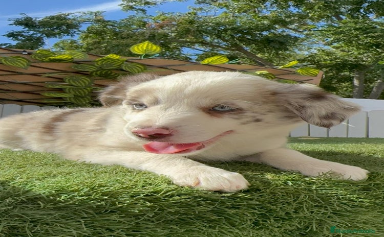 Border Collie perros - Anuncio 12