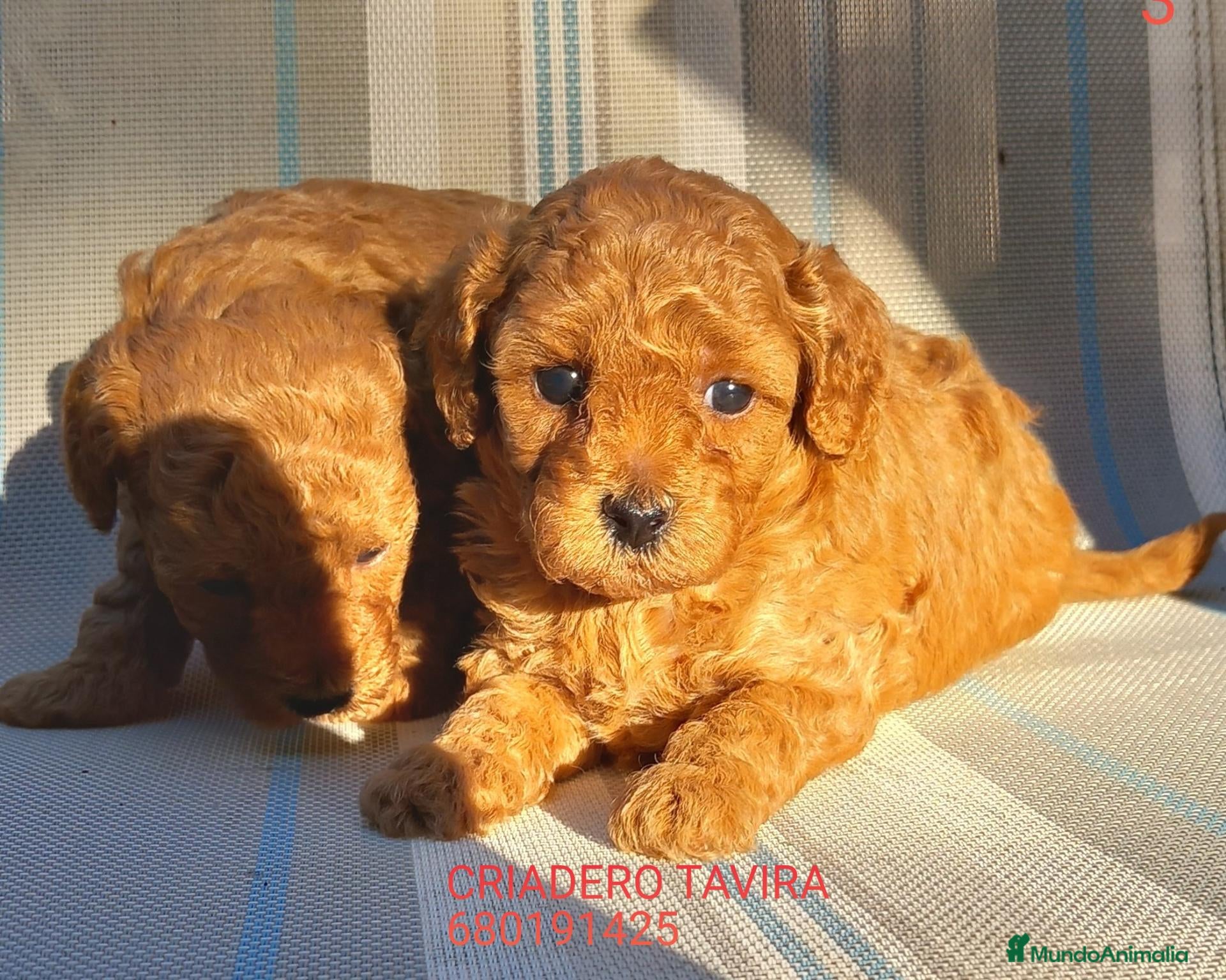 Caniche Toy perros Cachorro Caniche Mini Toy Rojo. - Anuncio 31
