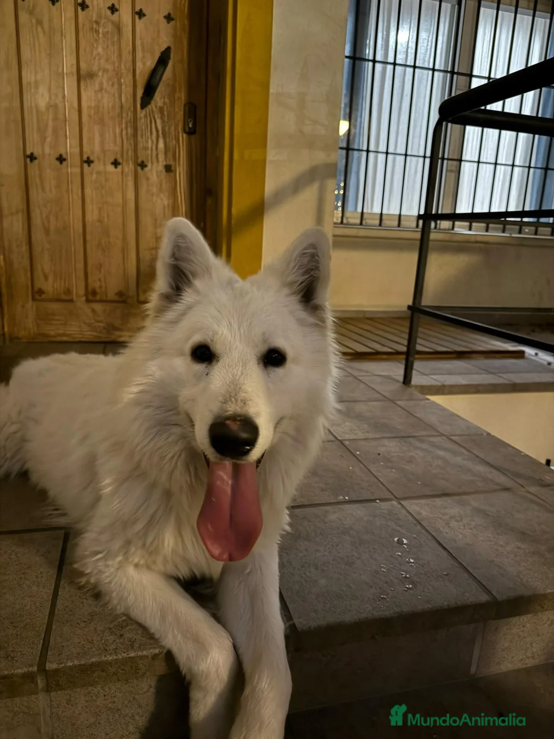 Pastor Blanco Suizo perros en venta: Macho de pastor suizo con 3 años con pedigree  - Anuncio 2