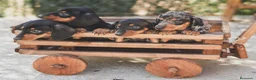 Teckel Miniatura perros en venta: Cachorro de Teckel arlequín  - Anuncio 2