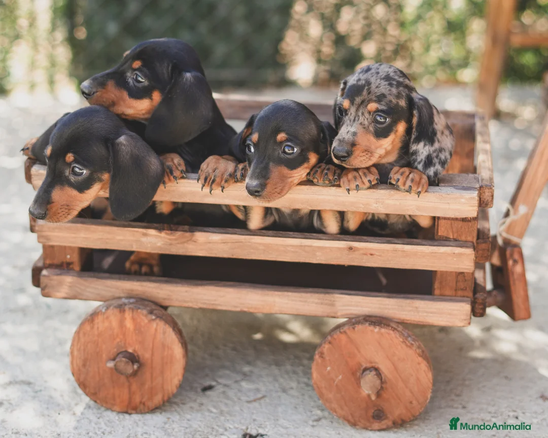 Teckel Miniatura perros en venta: Cachorro de Teckel arlequín  - Anuncio 2
