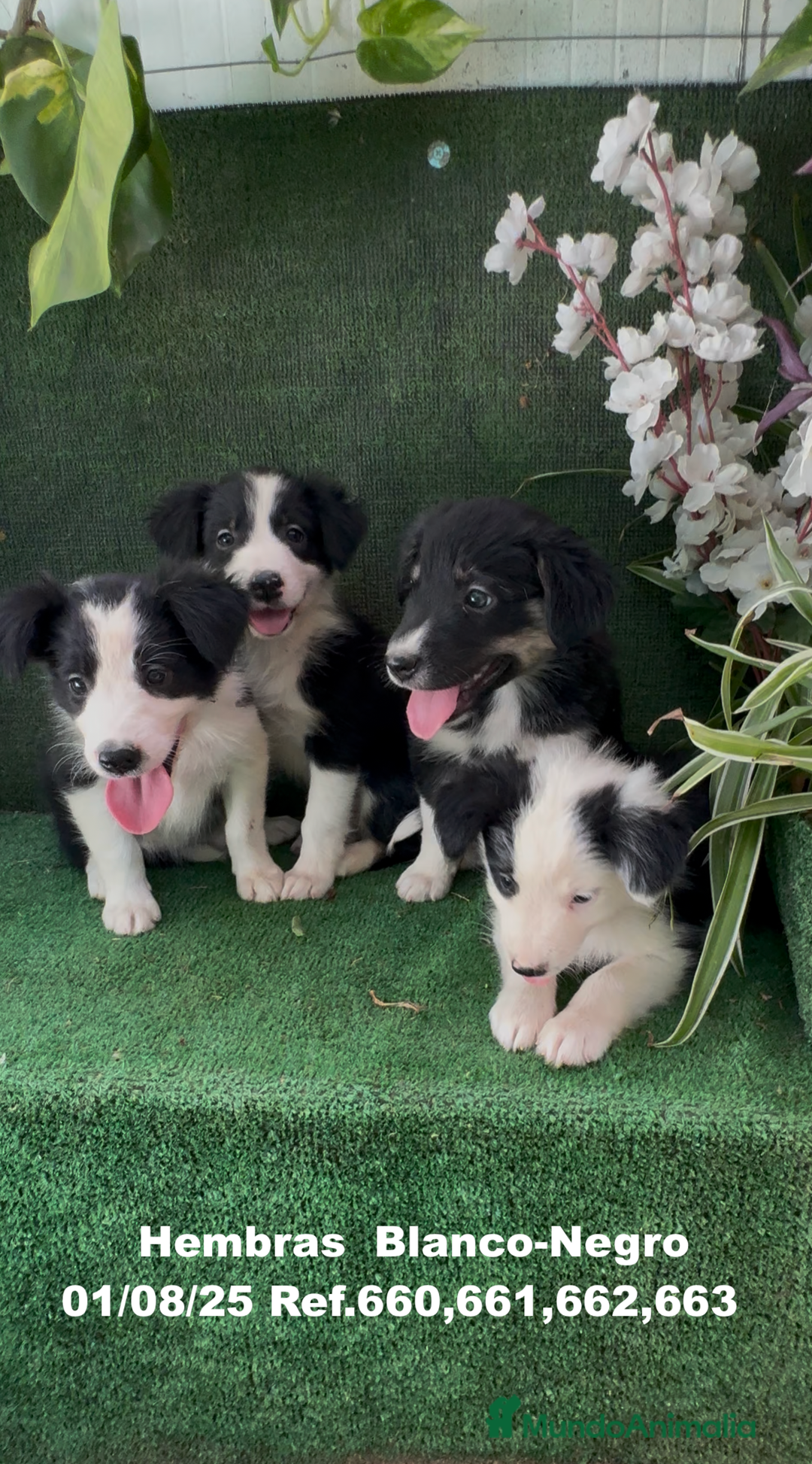 Border Collie perros en venta: BORDER COLLIE hembras - Imagen 10