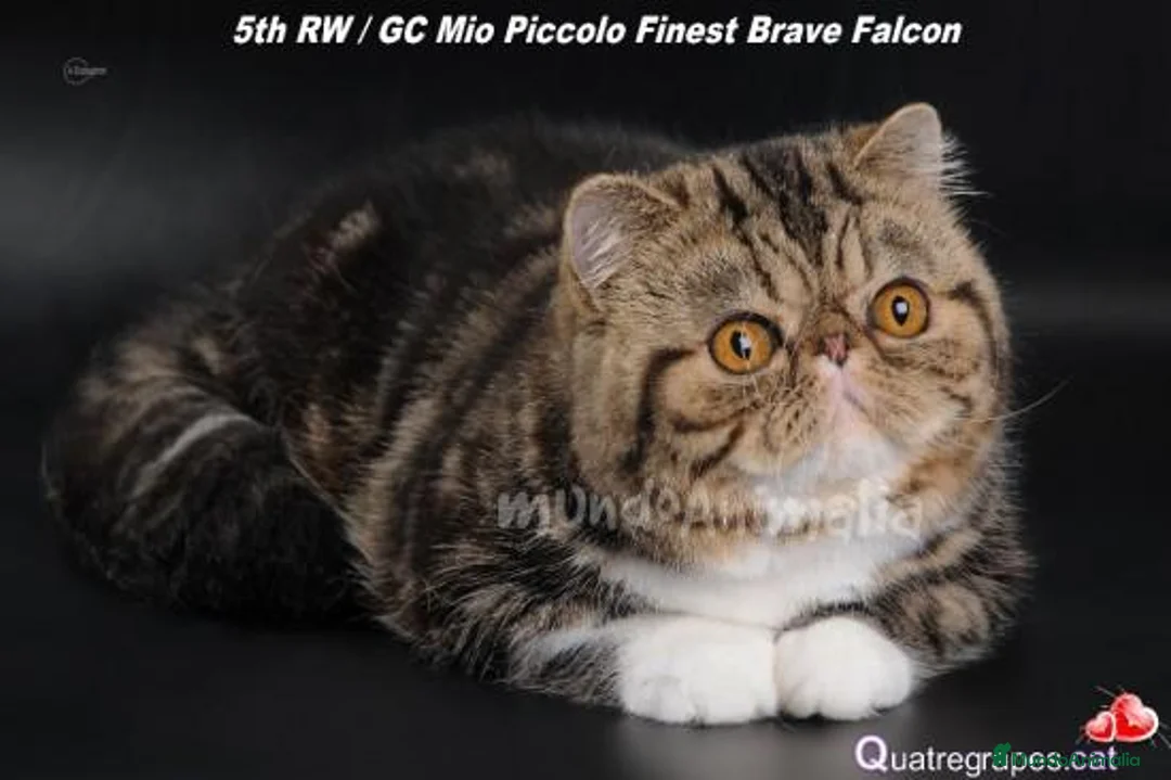 Imagen de galería {{count}}