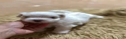 Bichón Maltés perros en venta: Bichon maltés maxima calidax - Anuncio 6