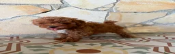 Caniche Toy perros en venta: Camada de caniches toy  - Anuncio 5