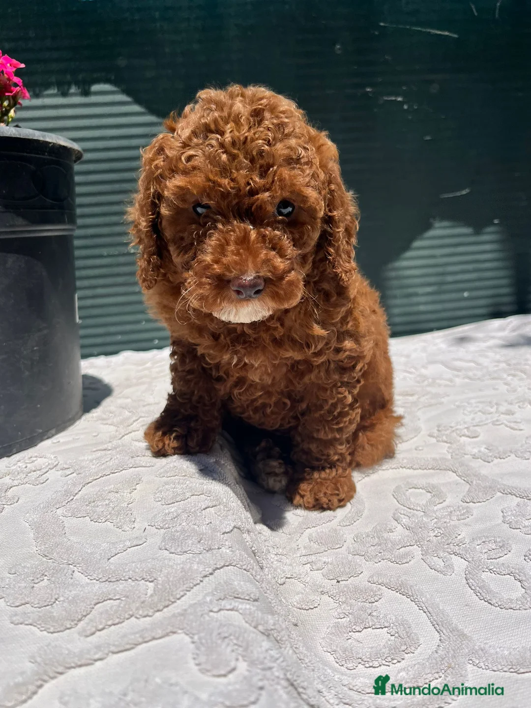 Caniche Toy perros en venta: Caniche toy Rojos!! - Anuncio 1
