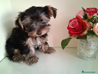 Yorkshire Terrier perros Yorkshire Terrier - Anuncio 3