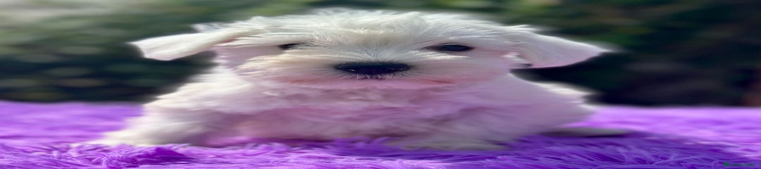 Schnauzer Miniatura Cachorro 3