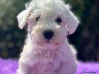 Schnauzer Miniatura perros - Anuncio 5