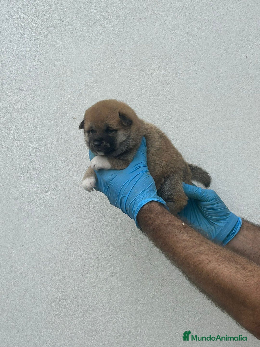 Shiba Inu perros en venta: Cachorros de Shiba Inu  - Imagen 11