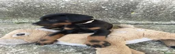 Dobermann perros en venta: Doberman  - Anuncio 5