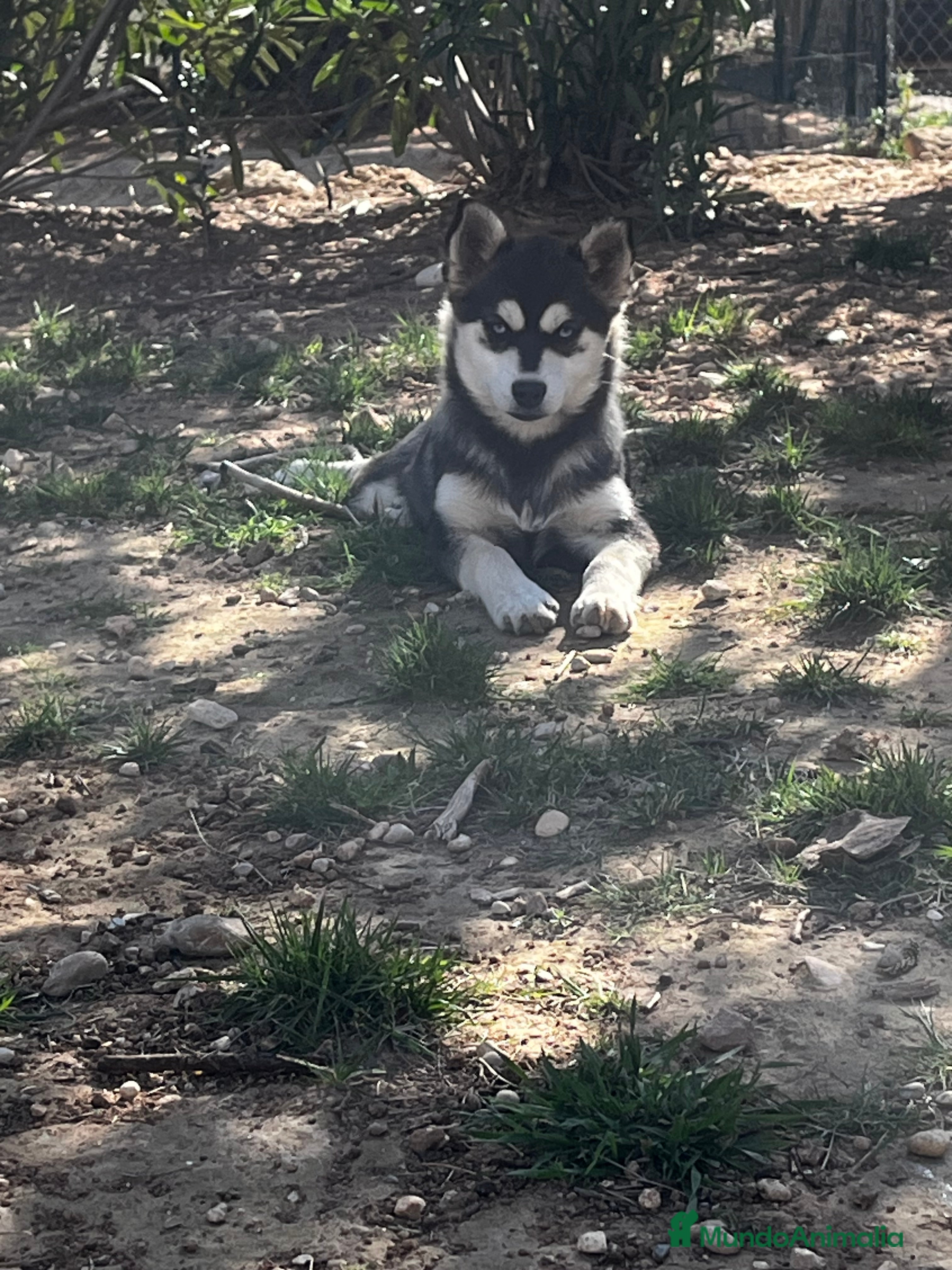 Pomsky perros Pomsky multigeneracional  - Anuncio 2