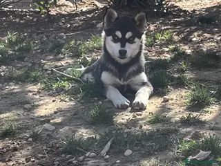Pomsky perros Pomsky multigeneracional - Anuncio 13