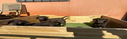 Labrador Retriever perros en venta: LABRADORES XOCOLATE en Barcelona - Anuncio 2