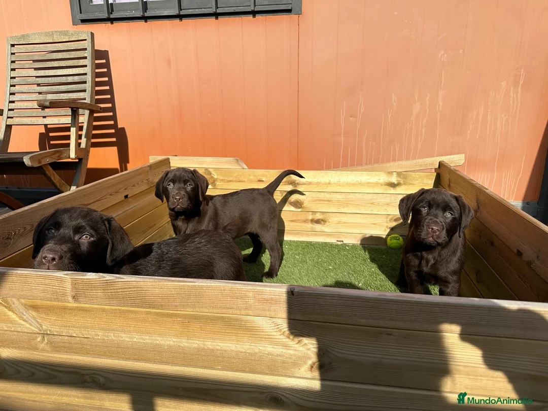 Labrador Retriever perros en venta: LABRADORES XOCOLATE en Barcelona - Anuncio 2