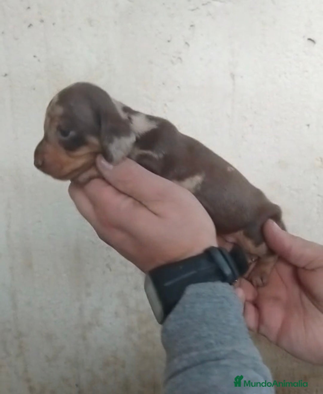 Teckel Miniatura perros Hembras teckel arlequín choco kaninchen - Anuncio 2