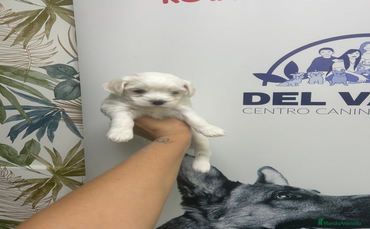 Bichón Maltés perros - Anuncio 1