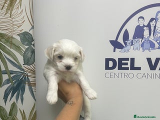 Bichón Maltés perros - Anuncio 21